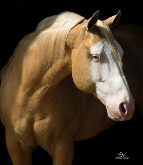 GUNNER IS STARSTRUCK (S. Congelado)