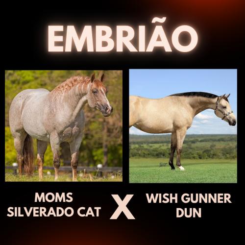 MOMS SILVERADO CAT X WISH GUNNER DUN (Embrião efetivado)