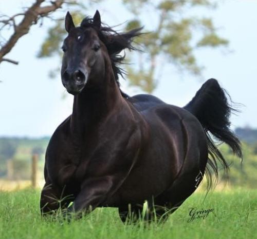 ZORREIRO FRECKLES LE (2 Coberturas)