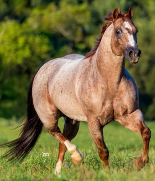 DUALS RED BOY BCM (1 Cobertura)