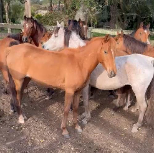 LOTE DE 10 ANIMAIS ÁRABES