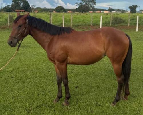 CAMPECHE TOLEDO FAME