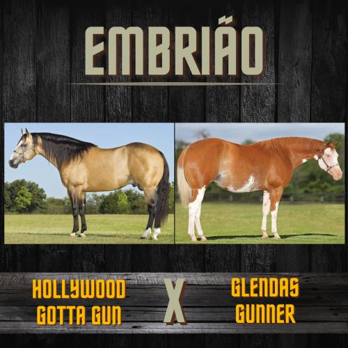 HOLLYWOOD GOTTA GUN X GLENDAS GUNNER (Embrião efetivado)