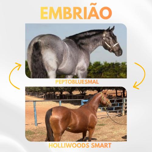 PEPTOBLUESMAL X HOLLIWOODS SMART (Embrião a efetivar)