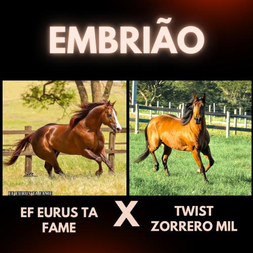 EF EURUS TA FAME X TWIST ZORRERO MIL (Embrião Efetivado)