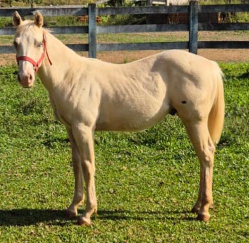 DOURADO GOLD GUN VLR