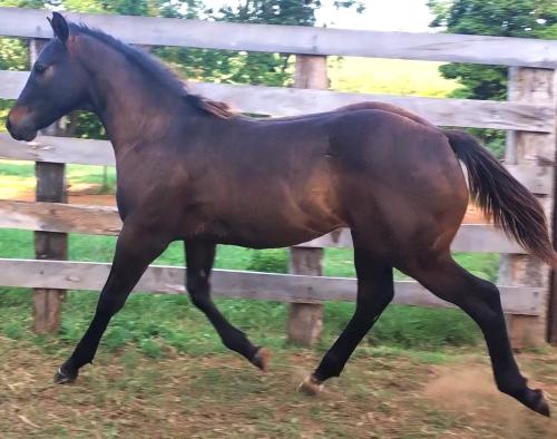 PRIME SIX X VICTORY FRENCH HVT