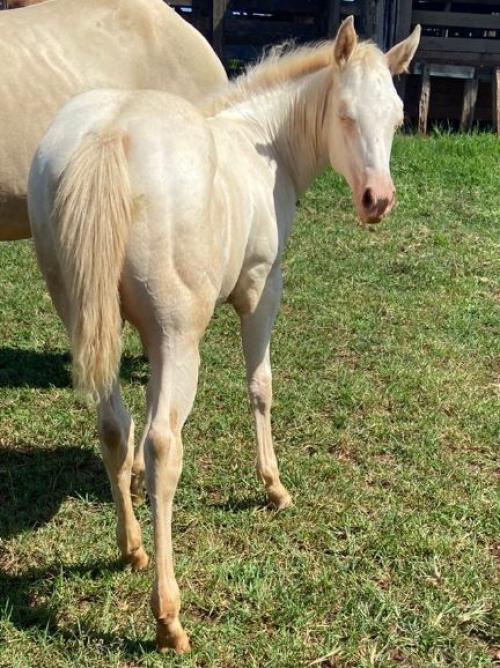 HOLLYWOOD GOTTA GUN X DONATELA GUNNER CAT