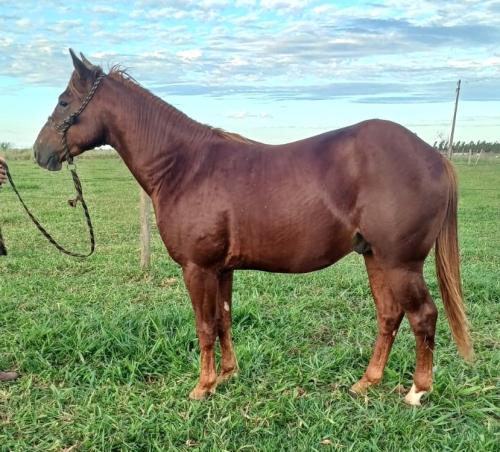 CD DUAL SHINE X BATUCADA FROST