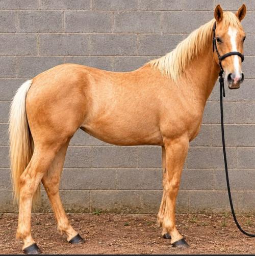 JOCOSO CHEX X DOLY KING GAMAY EM