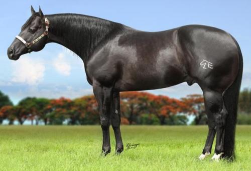 ZORREIRO FRECKLES LE (1 Cobertura)