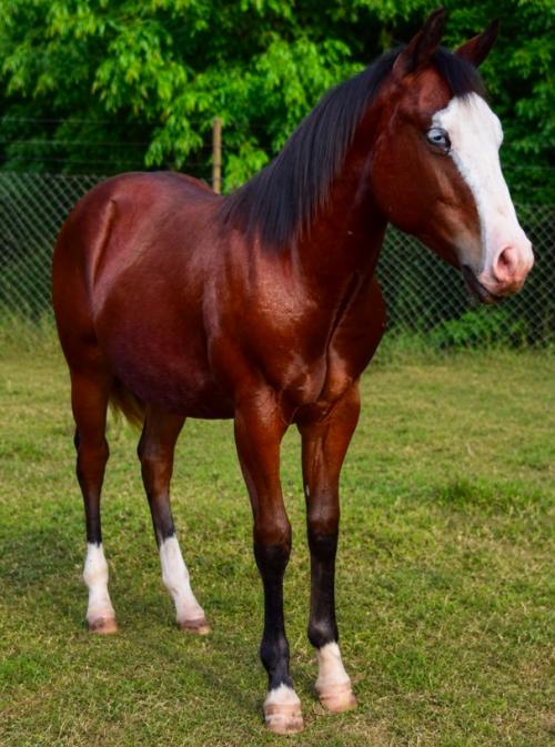MAXIMUS BLACK GUN X GUNNERRAINY
