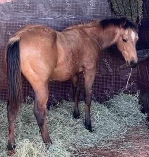 AL PACINO SPARKS X CHARMOSA DEL CIELO