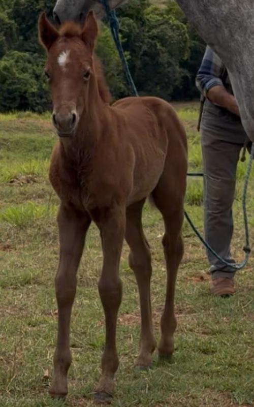 SHADY FAST BARON H2M x PRINCES FAME HTT