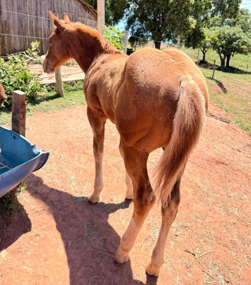 BET THIS ROANS A CAT X MOON FIRE BOON 4M