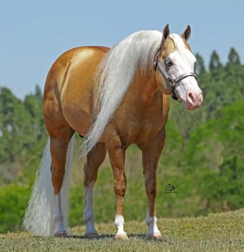 SUGAR POP STEP AHEAD (1 Cobertura)