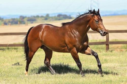 MISTER ZORRERO FOOL (1 Cobertura)