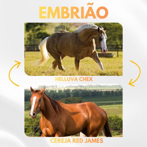 HELLUVA CHEX X CEREJA RED JAMES (Embrião a Efetivar)