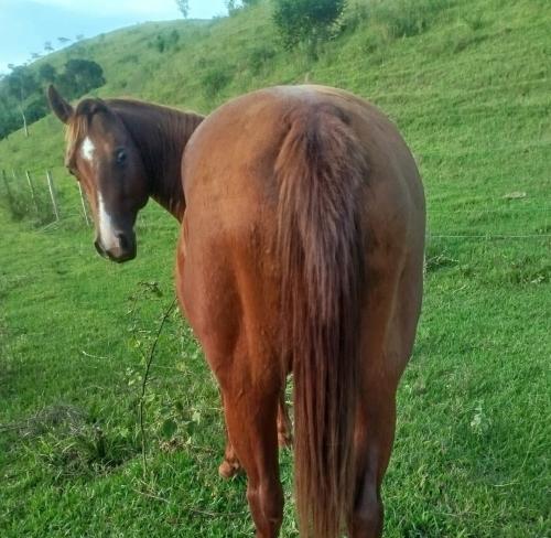 RED SOLANO ZORRERO X FONTESSA JAY ABC