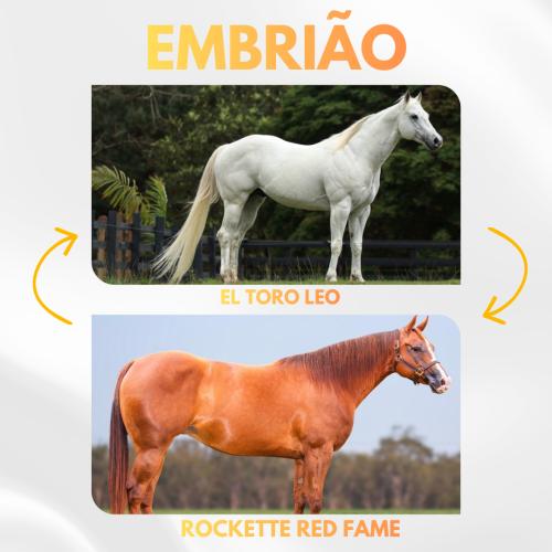 EL TORO LEO X ROCKETTE RED FAME (Embrião a efetivar)