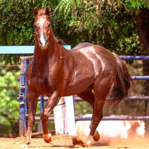 EL CHAPO ZORRO (1 Cobertura) - LP Horses