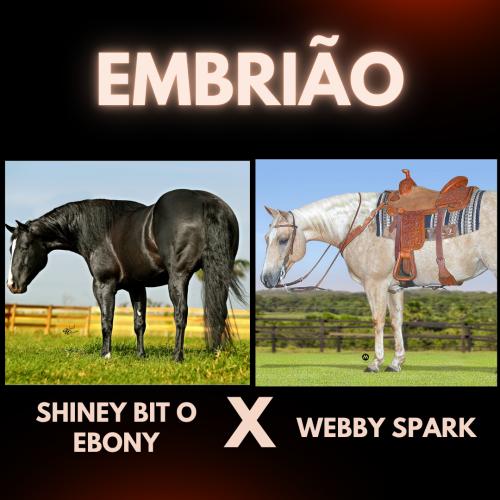 SHINEY BIT O EBONY X WEBBY SPARK (Embrião a efetivar)