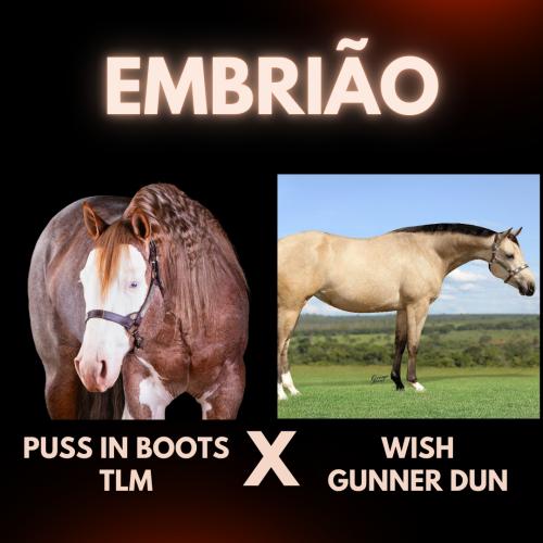PUSS IN BOOTS TLM X WISH GUNNER DUN (Embrião a efetivar)