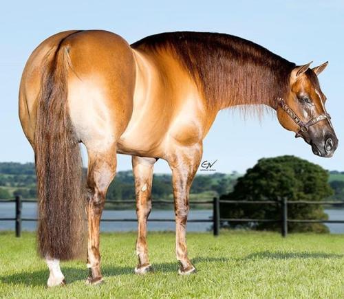 TUNES IN HOLLYWOOD (4 Coberturas)