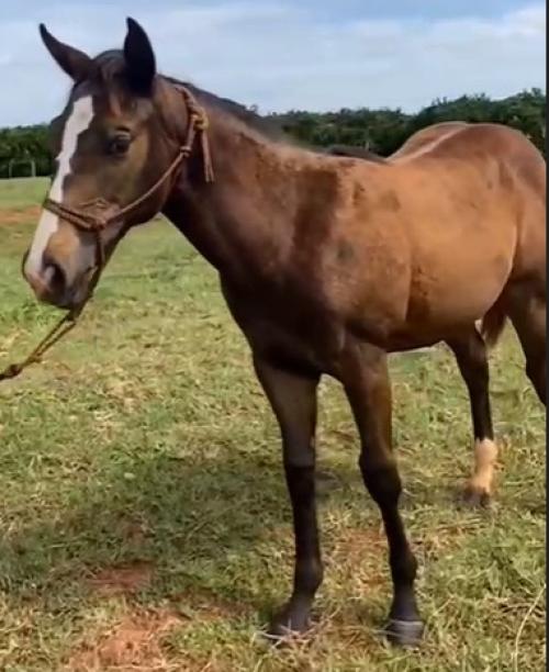 DI ZAABA 36 HRZ X RCH MARIE HOT