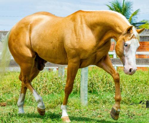 GUNLITE STEPPIN QMNT (1 Cobertura)