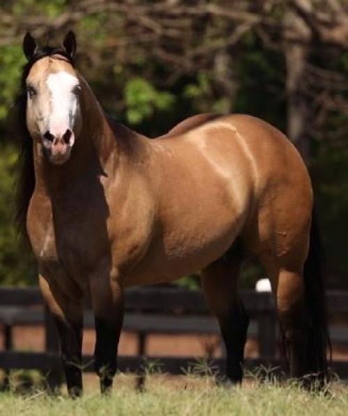 GUNOLOGY (1 Cobertura)