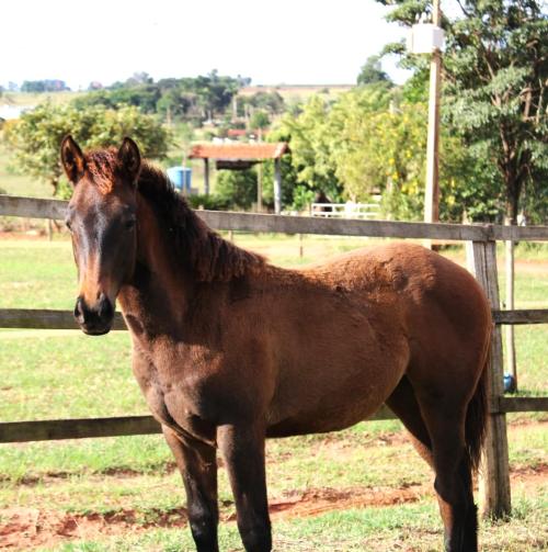 SPEED BULLION HRP X JUDY WARS AGR