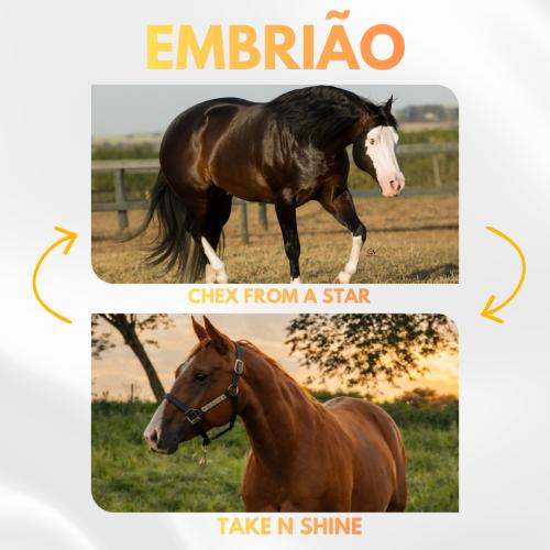 CHEX FROM A STAR X TAKE N SHINE (Embrião a efetivar)