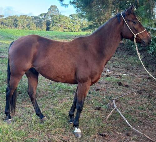 CAPITAN STARLIGHTGUN