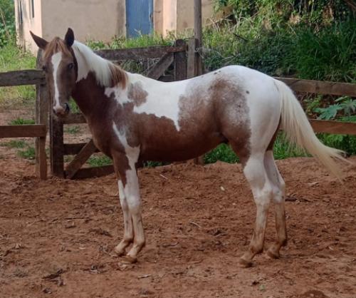 POTRO PAINT SEM REGISTRO