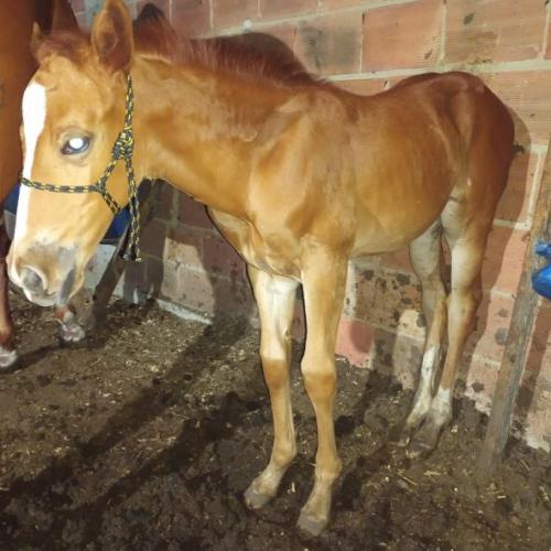 JETY TABLE EASE X JAD DASH