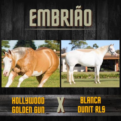 HOLLYWOOD GOLDEN GUN X BLANCA DUNIT RLS (Embrião a efetivar)