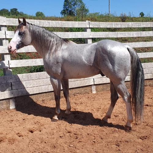 PLAY RED GUN GMW (S. Congelado)