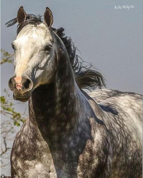 ST BLACKFISHER (1 Cobertura)