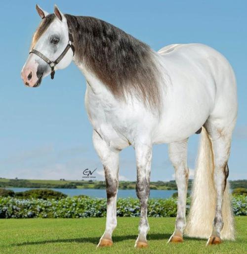 WHIZKEY N CASH (1 Cobertura)