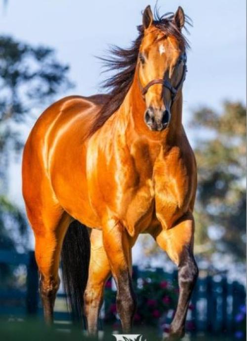 LIMITLESS RC (1 Cobertura)