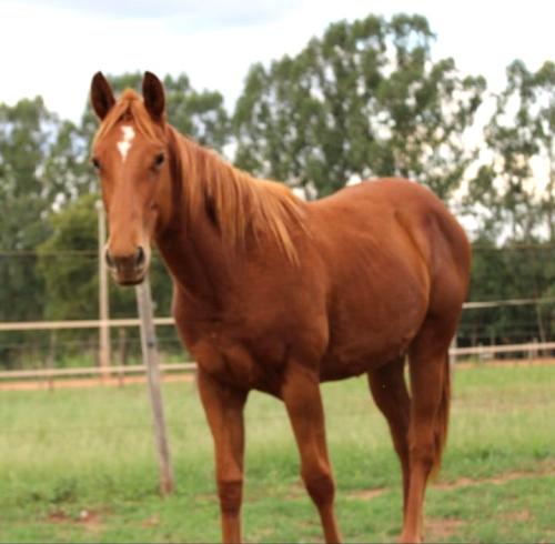 PRINCE FIREWATER HTT X MERRY LIDER