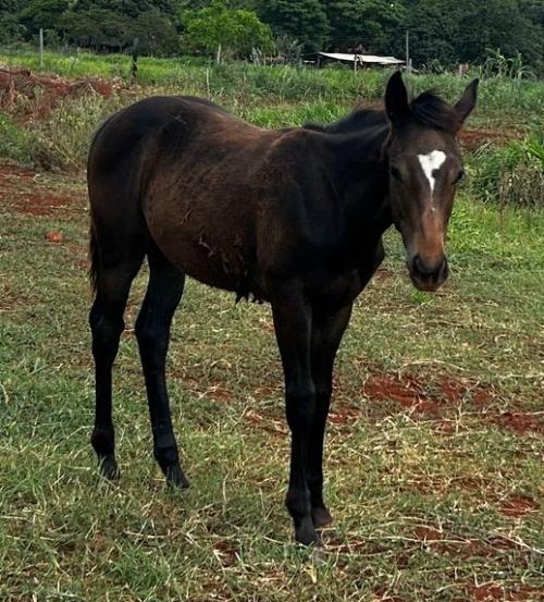 FAMES SPEED RACER X MISSIN PAPOOSE