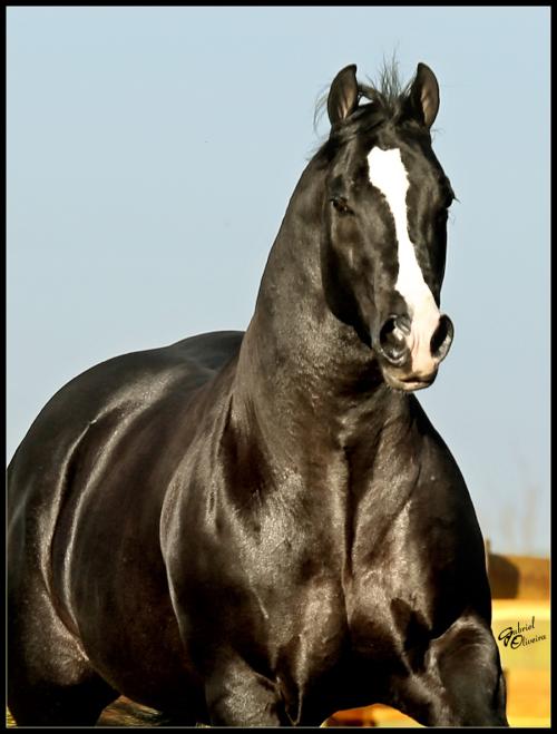 SHINEY BIT O EBONY (1 Cobertura)