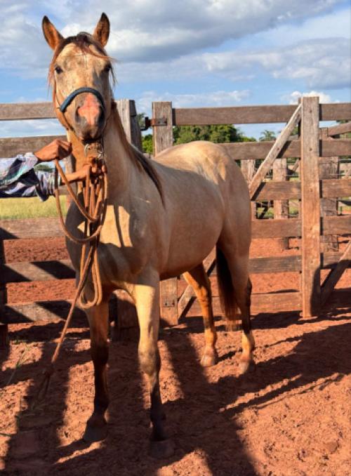 THUNDER LITTLE SPARK