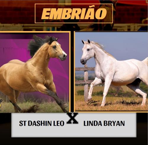 ST DASHIN LEO X LINDA BRYAN (Embrião efetivado)