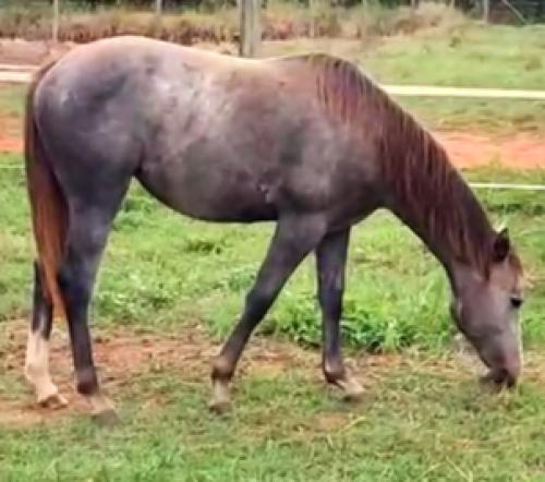 EL TORO LEO X JUDY WARS AGR