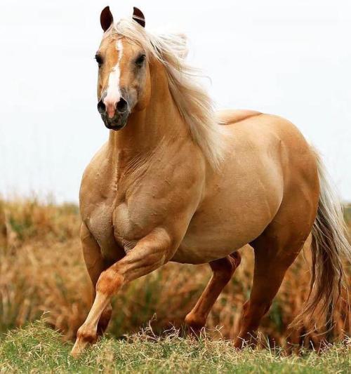 GENUINE RED QUINCY (1 Cobertura)