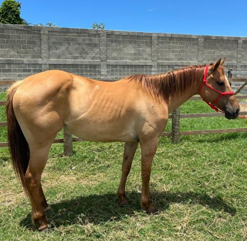 FIRST DOWN DRIFT NC (P+)