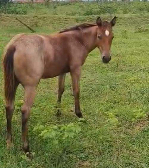 DUAL REY PEPY RE X SALLY DOC BEE RBS